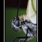 Butterfly portrait