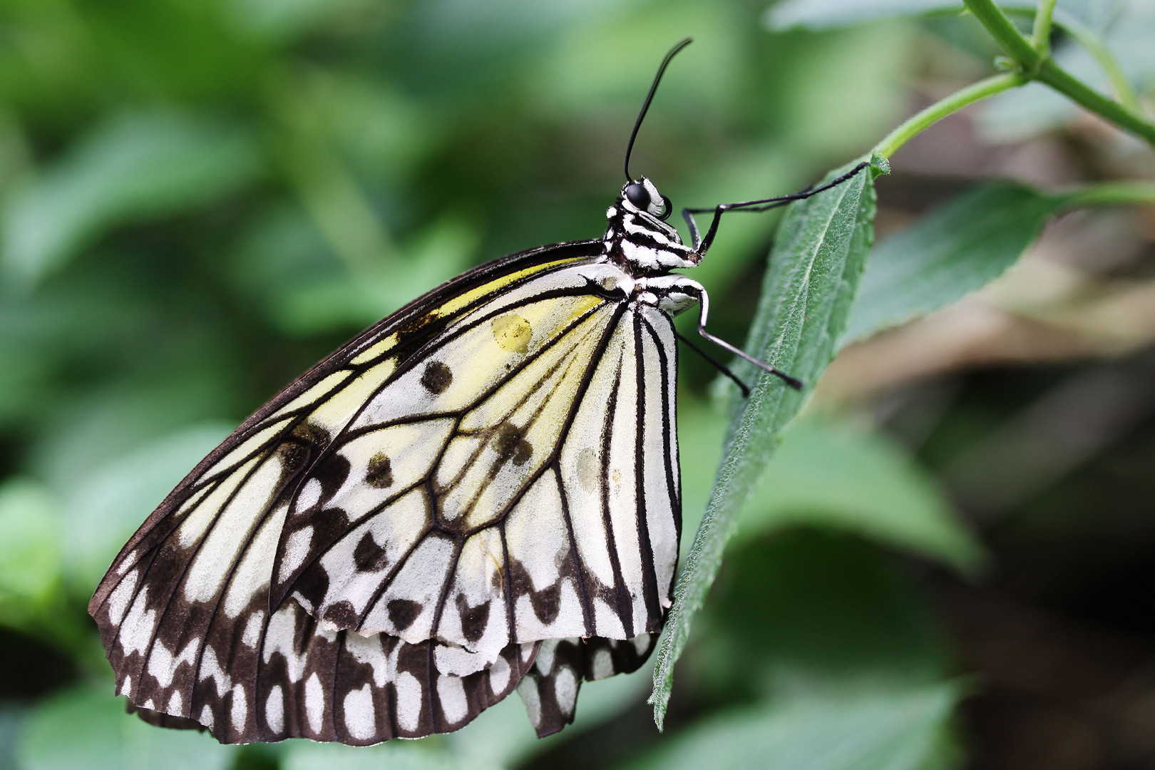 Butterfly - powdered with gold and silver