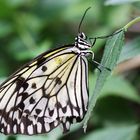 Butterfly - powdered with gold and silver