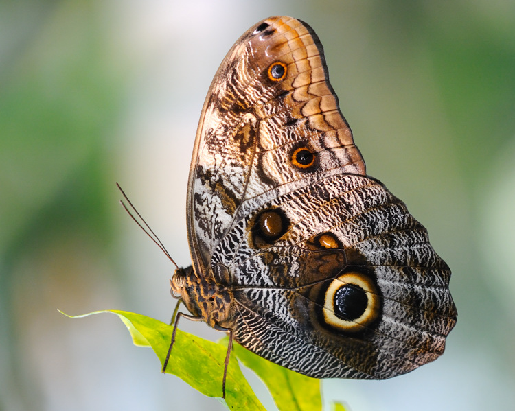 Butterfly Profile 2