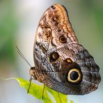 Butterfly Profile 2