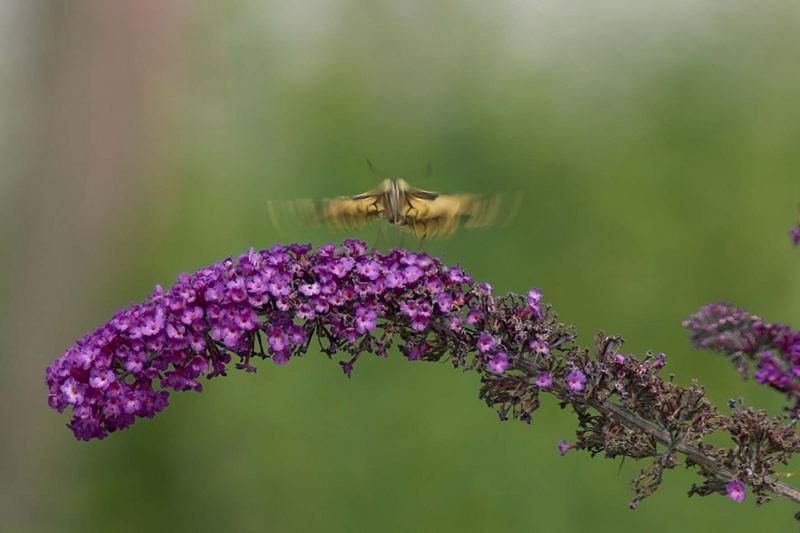 Butterfly ready for take-off