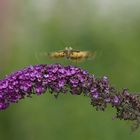 Butterfly ready for take-off