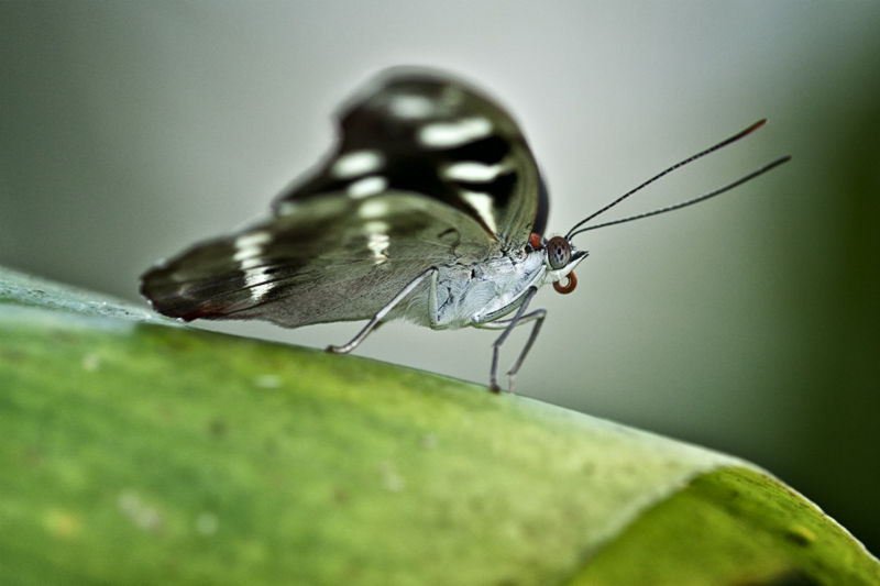 butterfly repleat