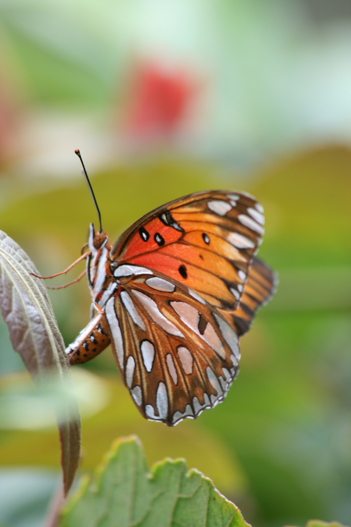 Butterfly San Diego