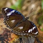 Butterfly - Sarawak