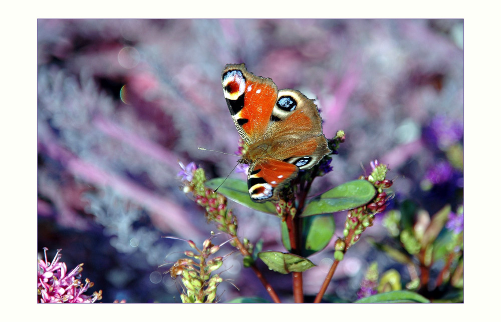 Butterfly - Schmetterling - Papillon