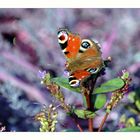 Butterfly - Schmetterling - Papillon