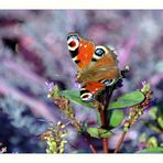 Butterfly - Schmetterling - Papillon