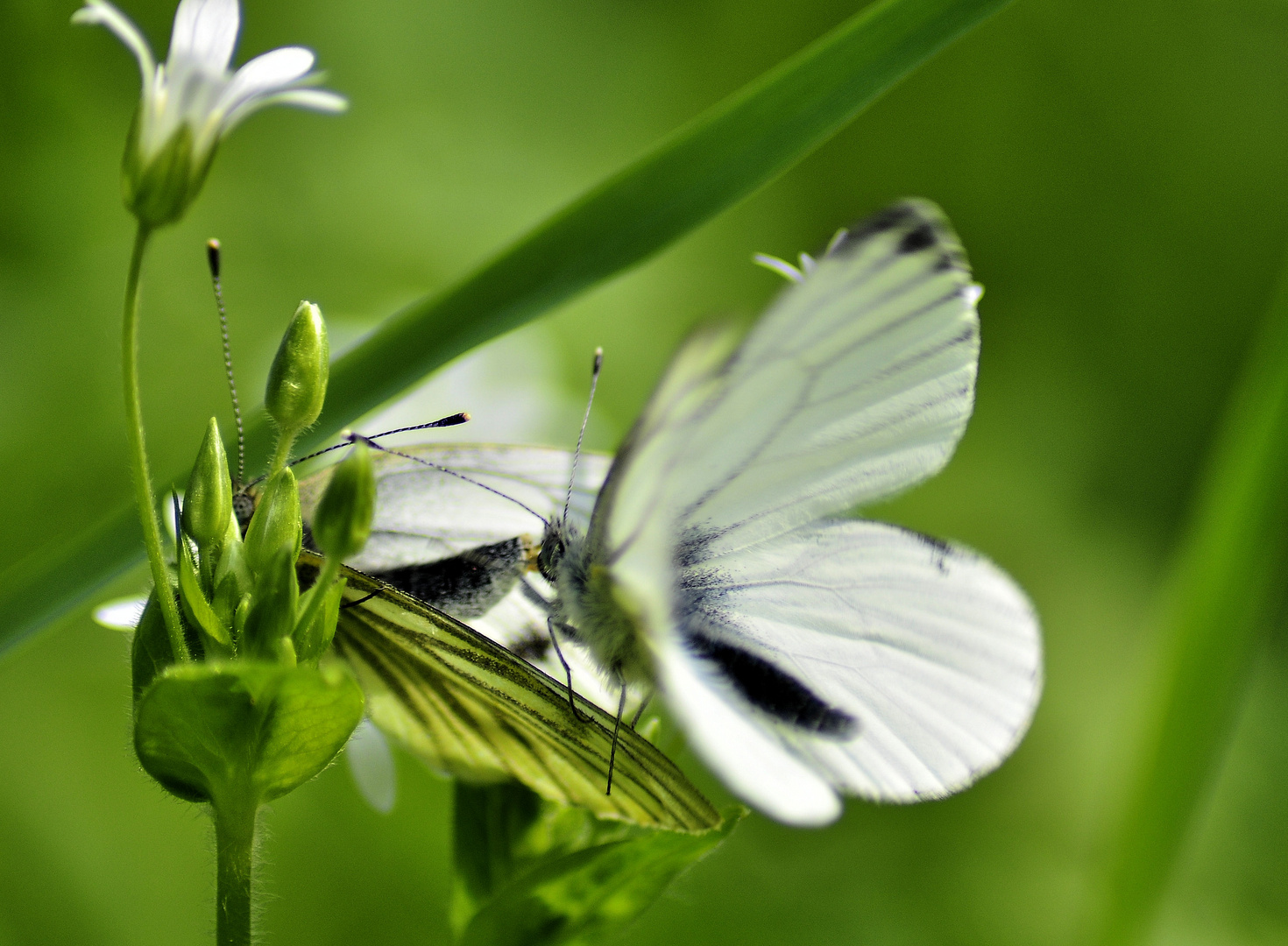 Butterfly Sex