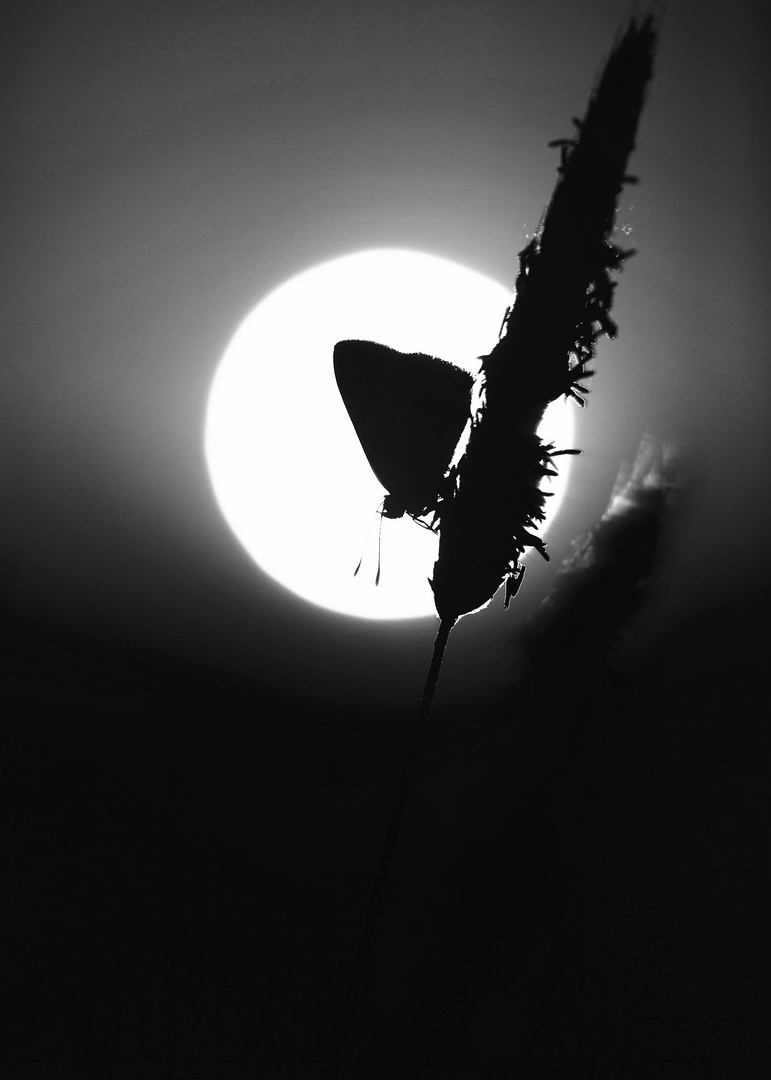 Butterfly shadow