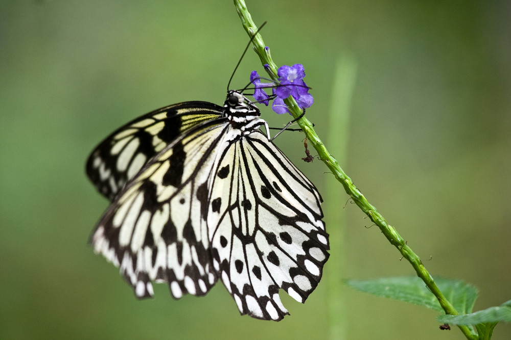 Butterfly - South Africa