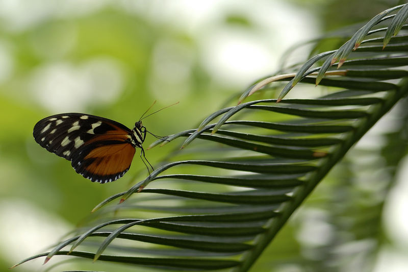 Butterfly Steps