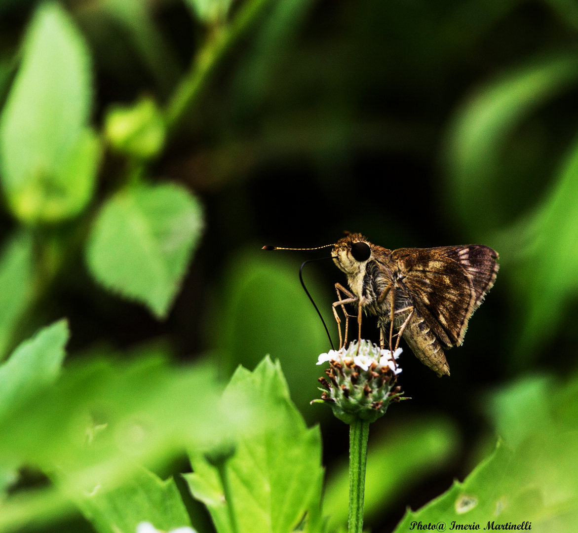 Butterfly sucking pollen