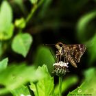 Butterfly sucking pollen