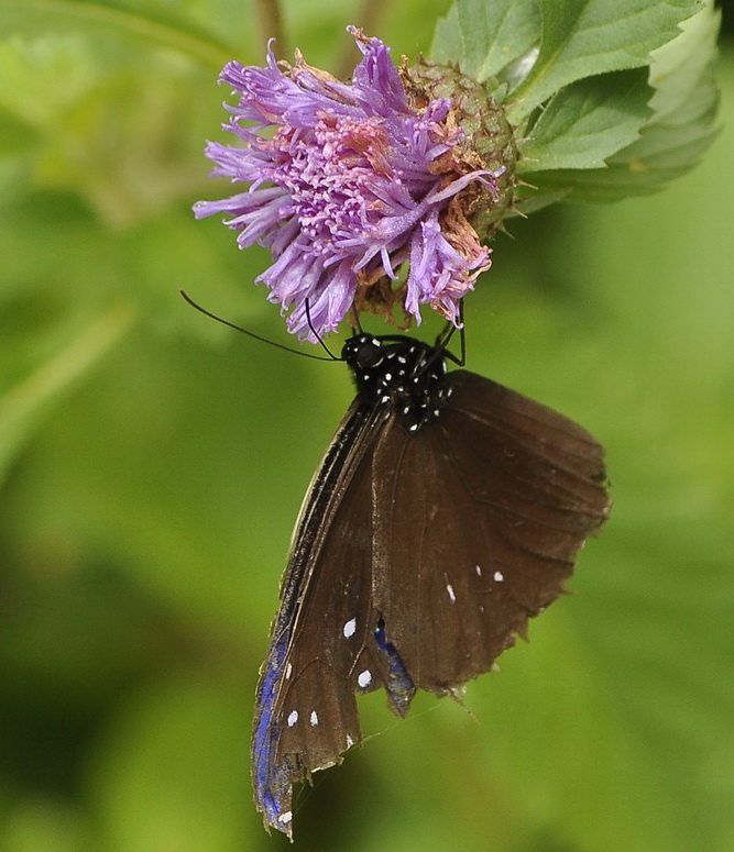 butterfly sucks honey