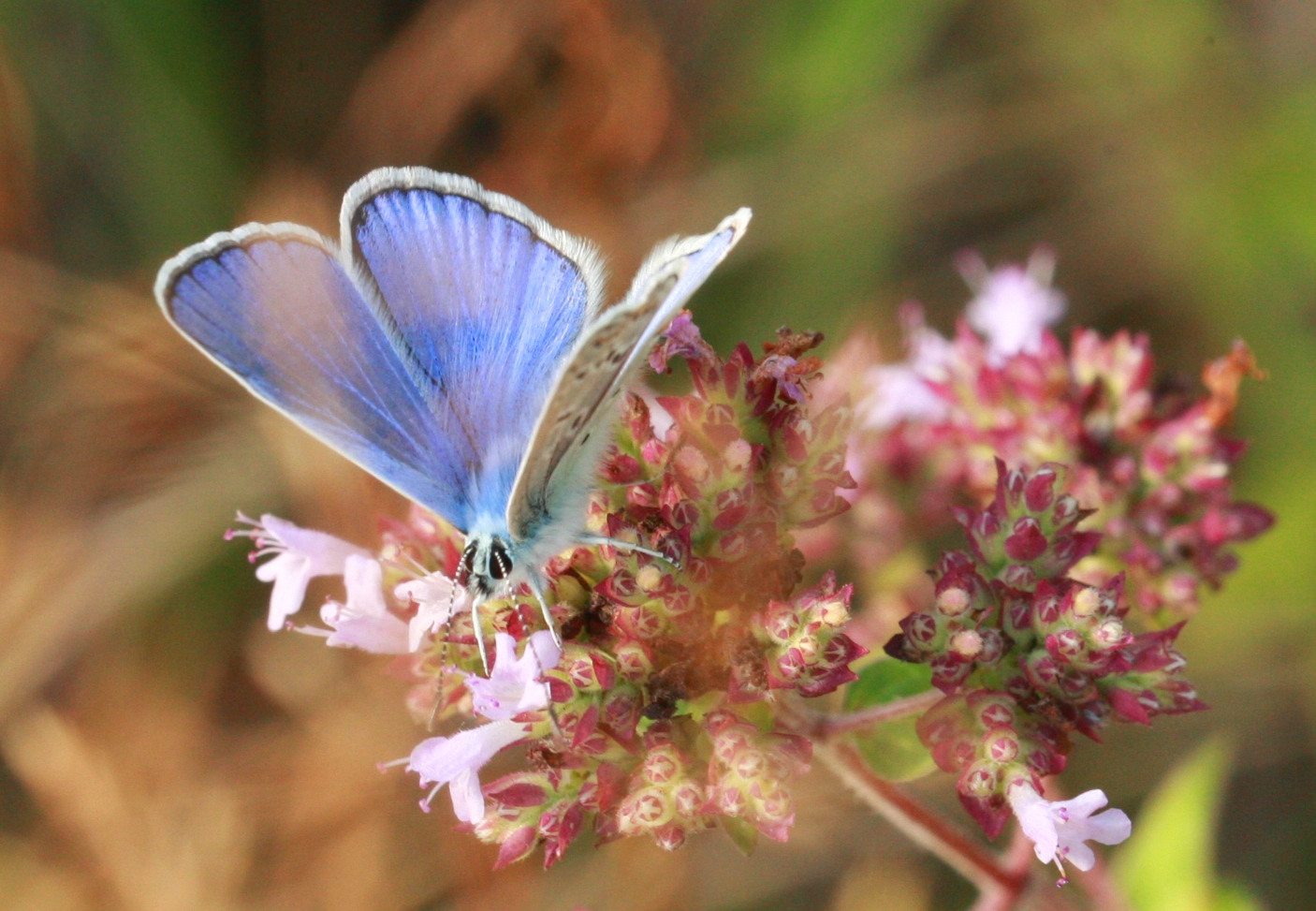 Butterfly-Summer 10