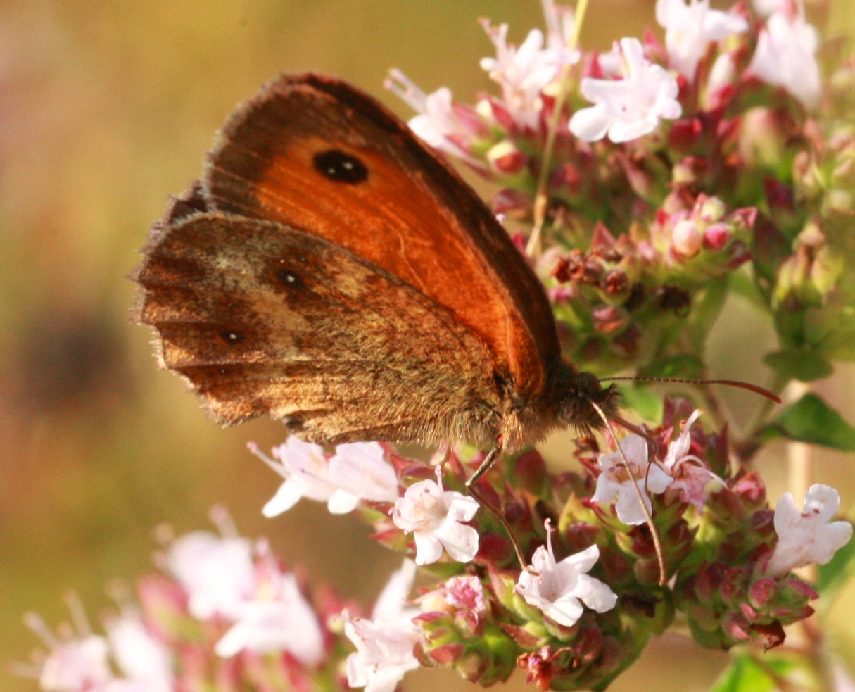 Butterfly-Summer 8