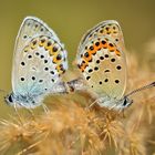 Butterfly summerfeeling