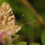 Butterfly teardrops