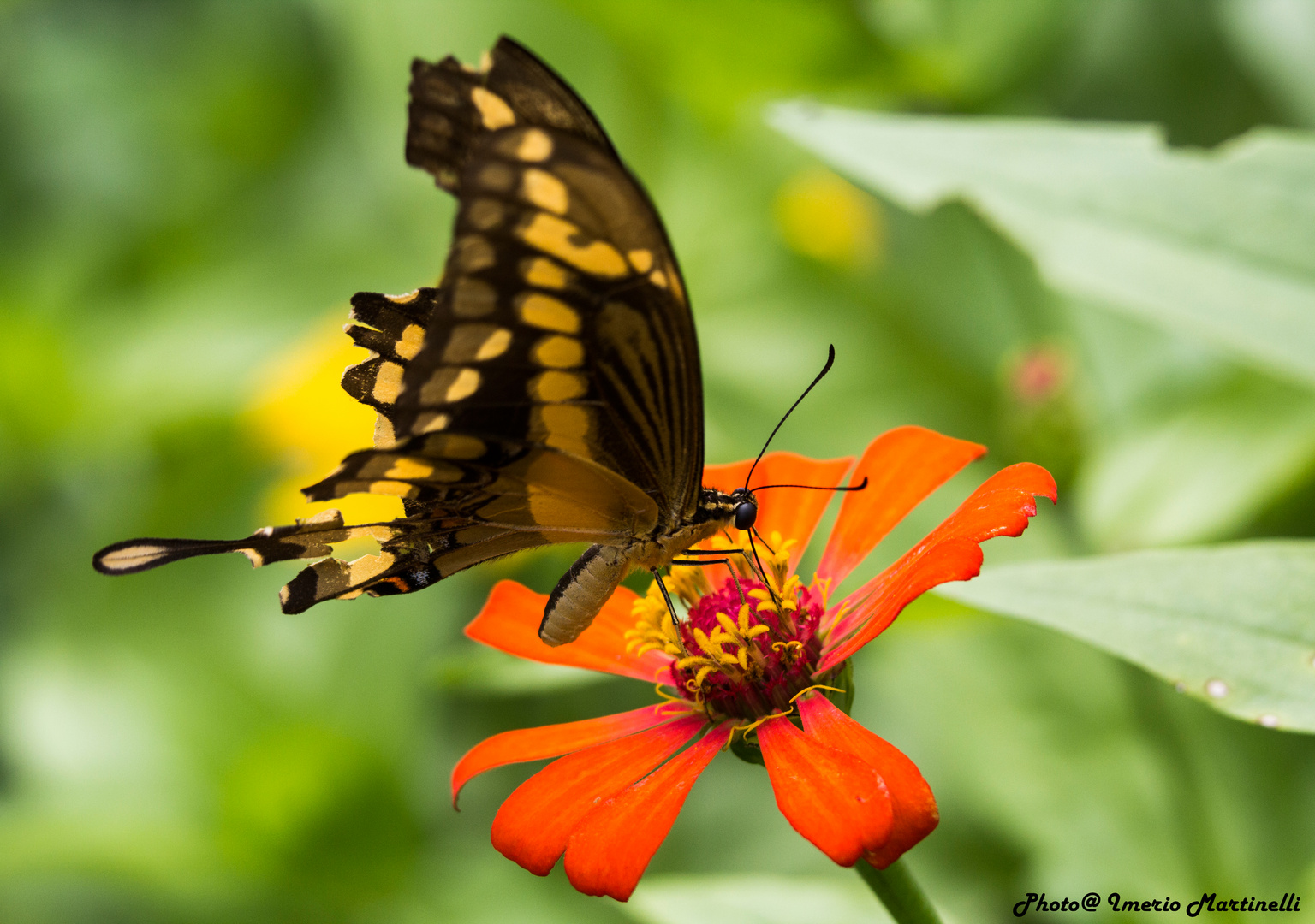 Butterfly that is laying on the flower