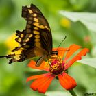 Butterfly that is laying on the flower