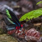 Butterfly (Trogonoptera brookiana)