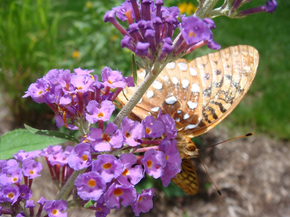 butterfly under flower