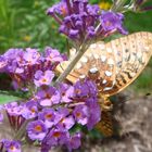 butterfly under flower