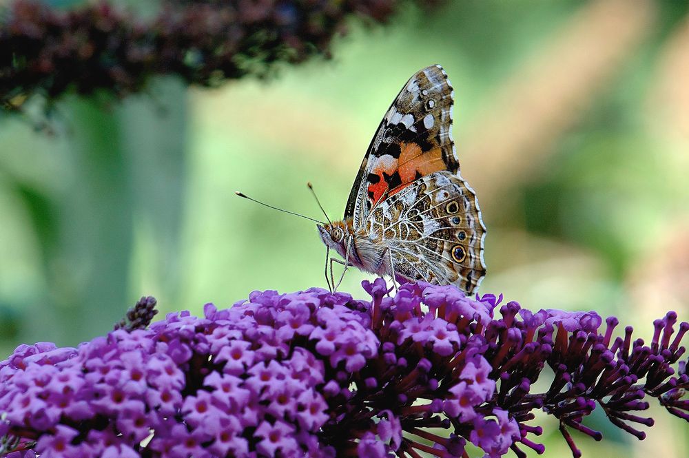 Butterfly vacation ...