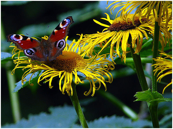 Butterfly - Vanessa