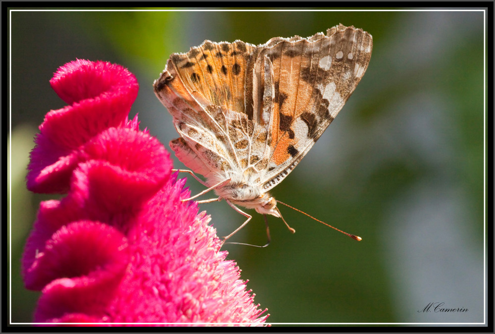 Butterfly Vanesse des chardons