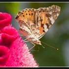 Butterfly Vanesse des chardons