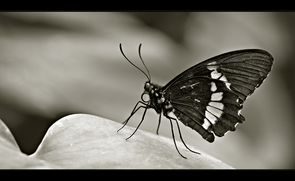 ~ Butterfly VI ~