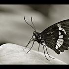 ~ Butterfly VI ~