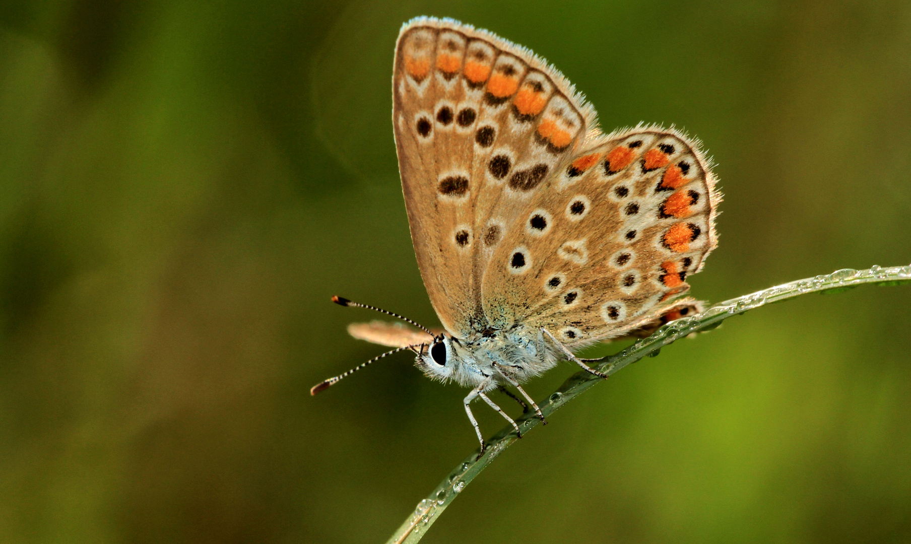 Butterfly walk