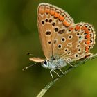 Butterfly walk