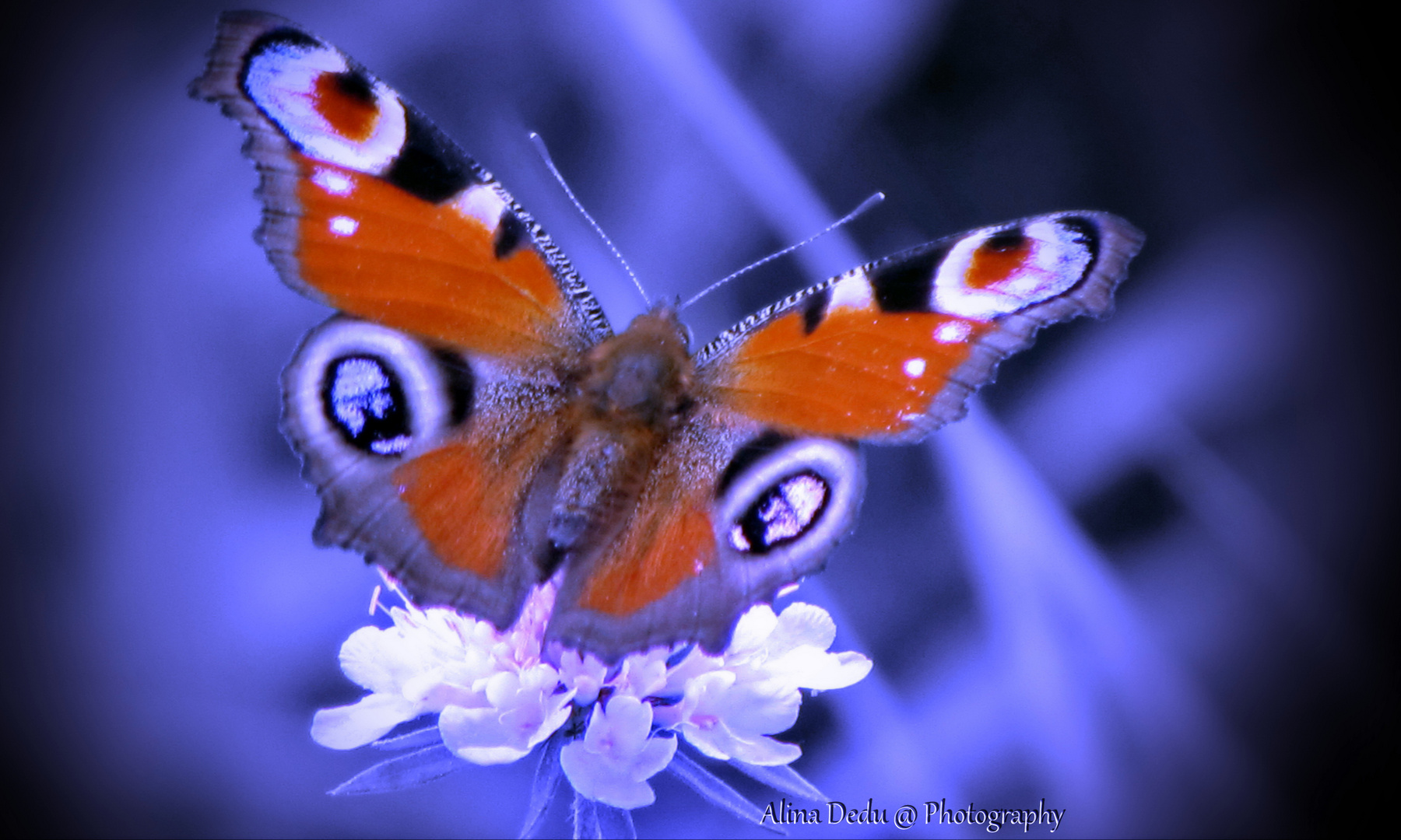 Butterfly wings