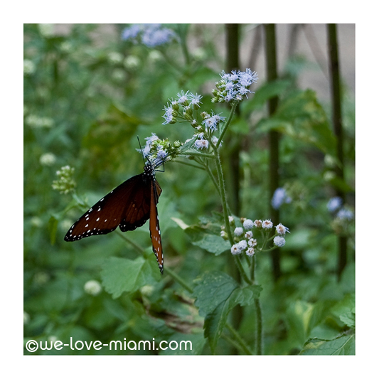 butterfly - Winter time in Miami