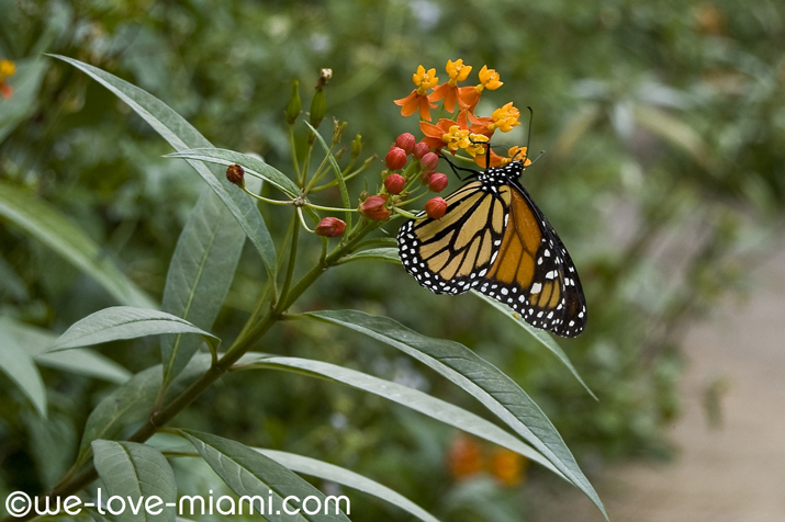 Butterfly - Wintertime in Miami