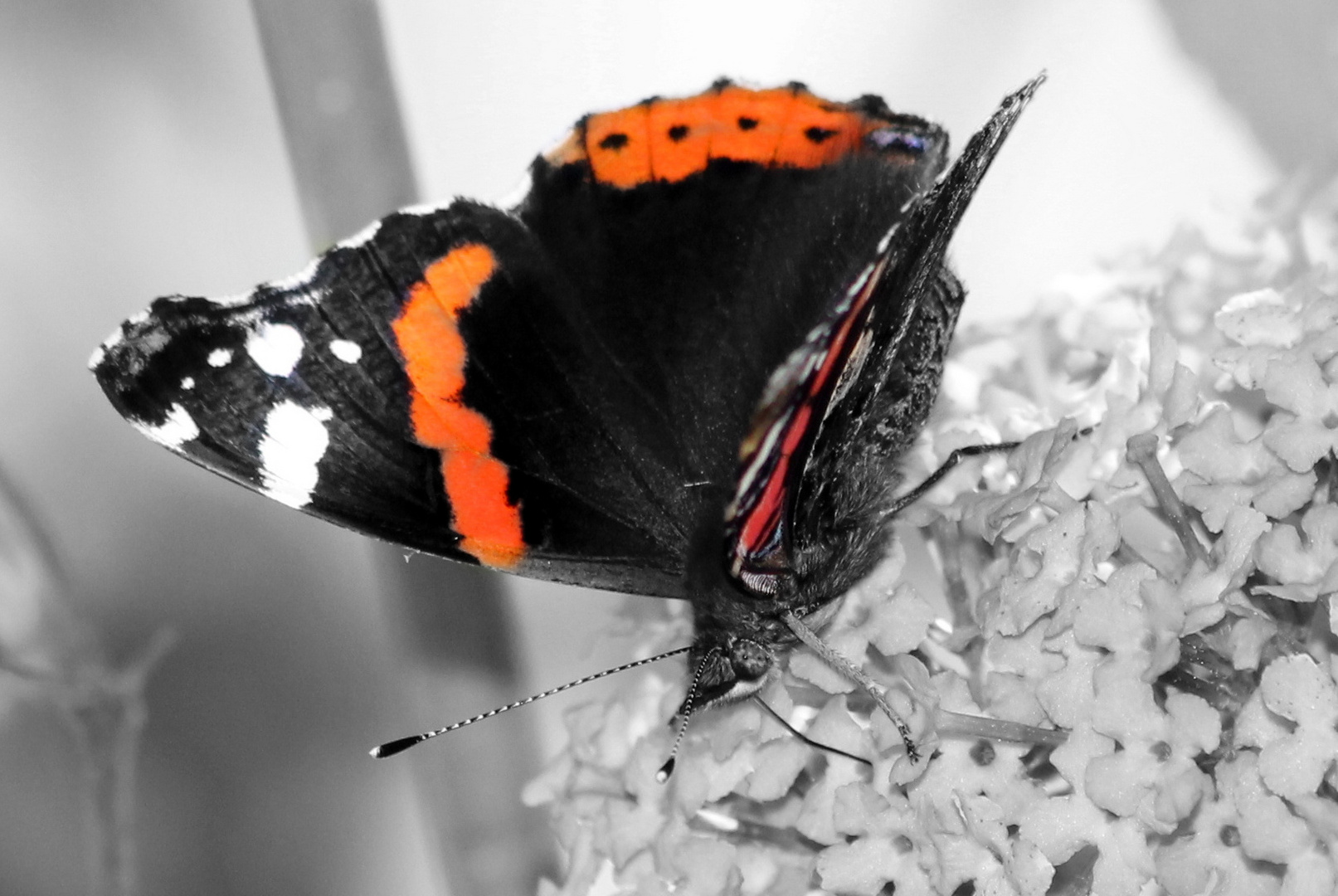 Butterfly with color background black white