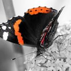 Butterfly with color background black white