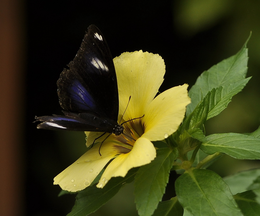 butterfly with flower