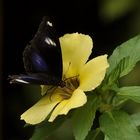 butterfly with flower