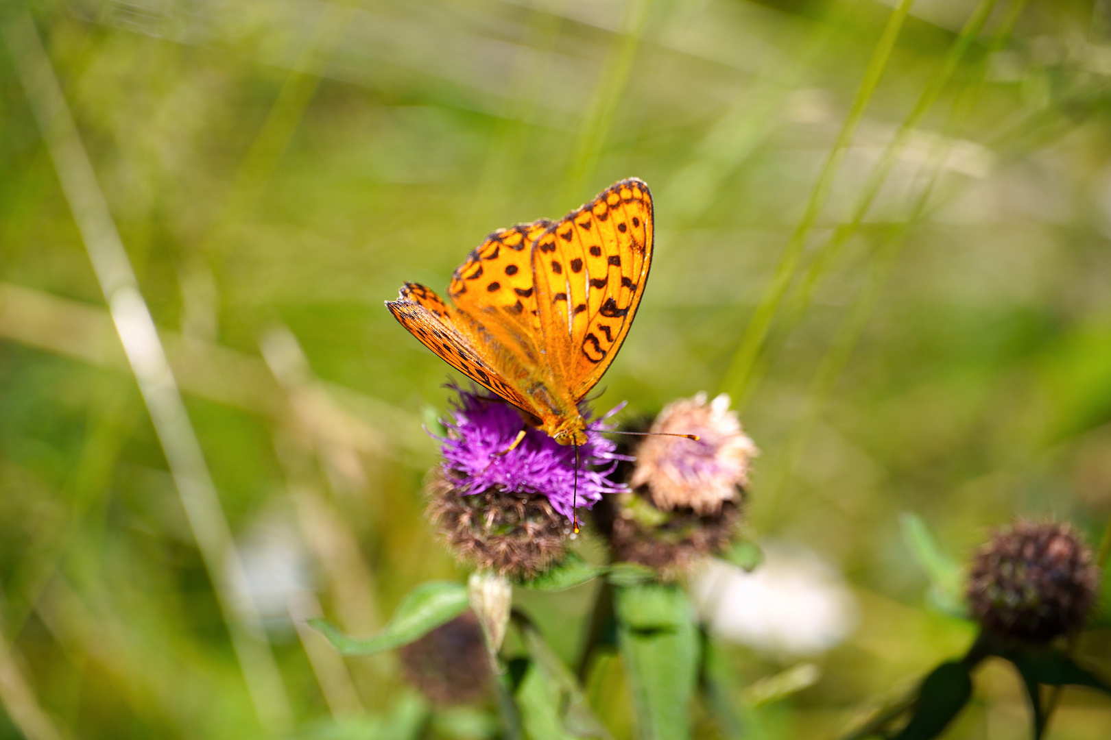  Butterfly with motions.  