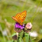  Butterfly with motions.  