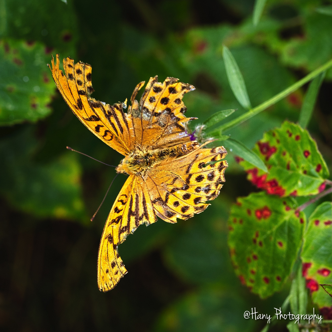 Butterfly with tattered wings