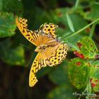 Butterfly with tattered wings