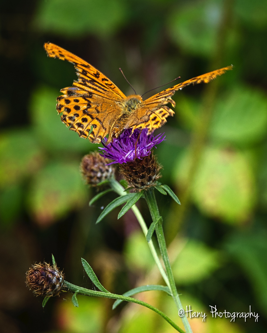 Butterfly with tattered wings