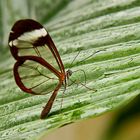 Butterfly with translucent wings